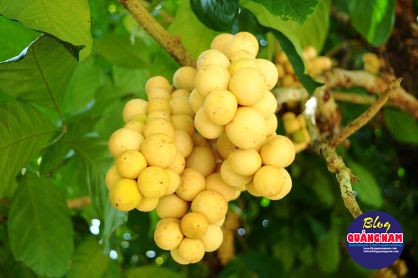 Về Tiên Phước ăn trái bòn bon - Ảnh 5.
